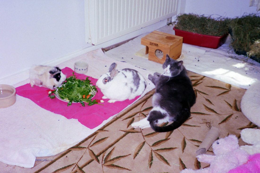 Photo cat, rabbit, guinea pig