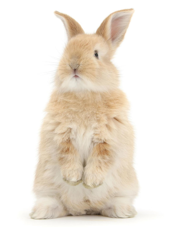 Rabbit standing on back legs