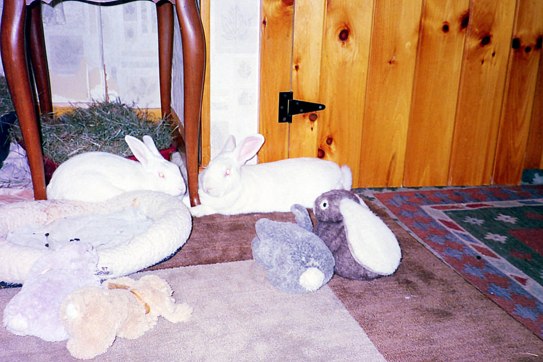 Photo house rabbits