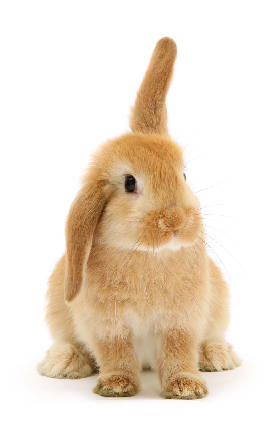 Rabbit with one ear up
